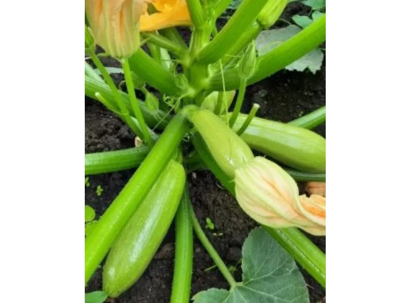 Мейтон F1 - семена кабачка, 1000сем., Libra Seeds Мейтон F1 - семена кабачка, 1000сем., Libra Seeds
